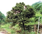 タチバナの大木
